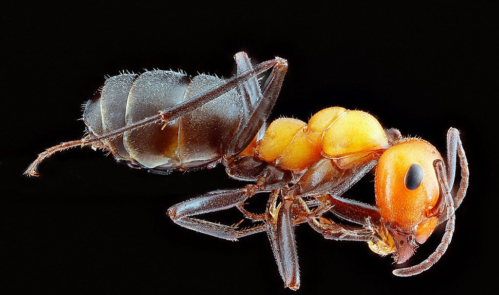 Ant Control service in Monroe, LA