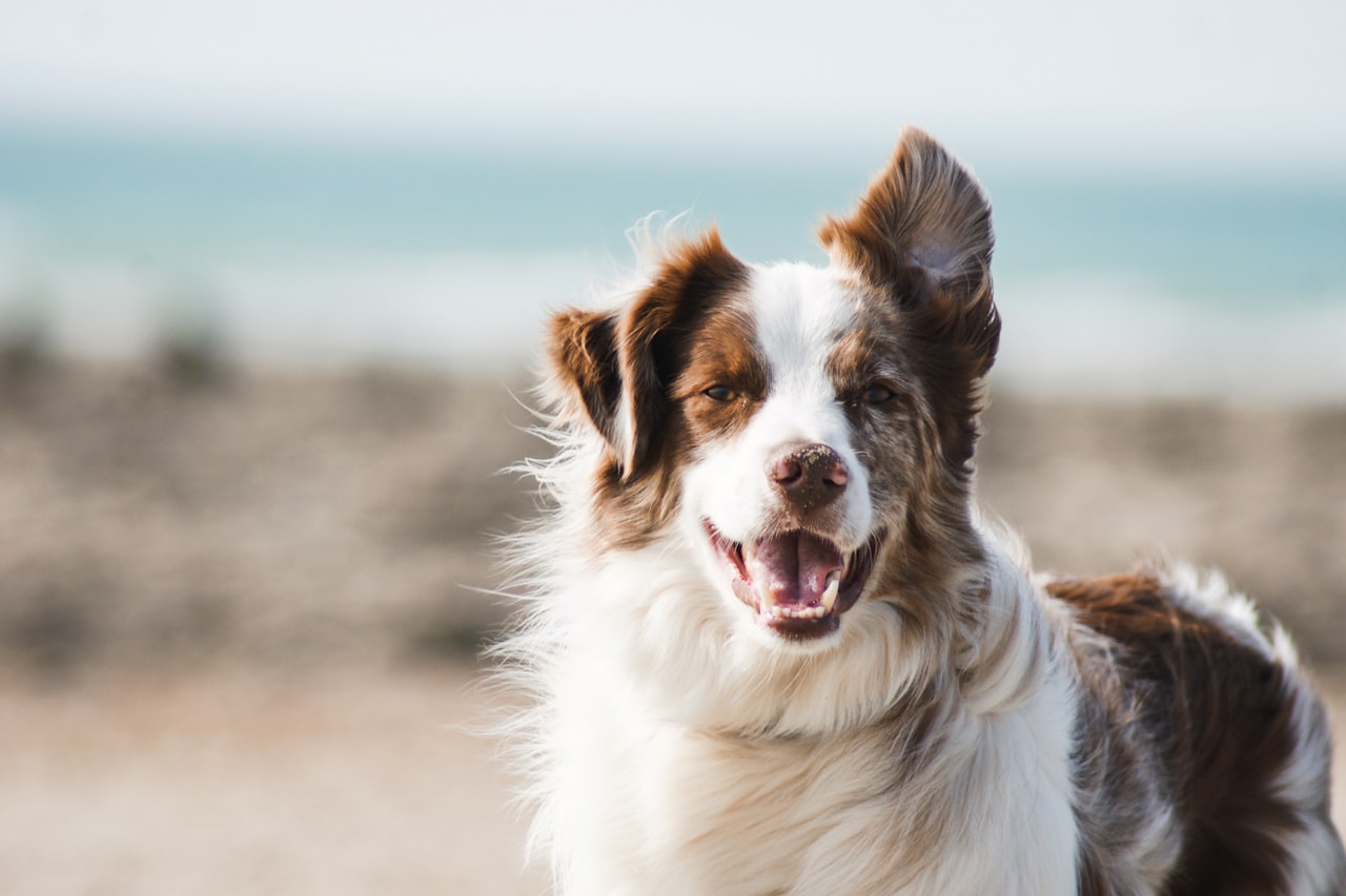 Flea & Tick Control service in Monroe, LA
