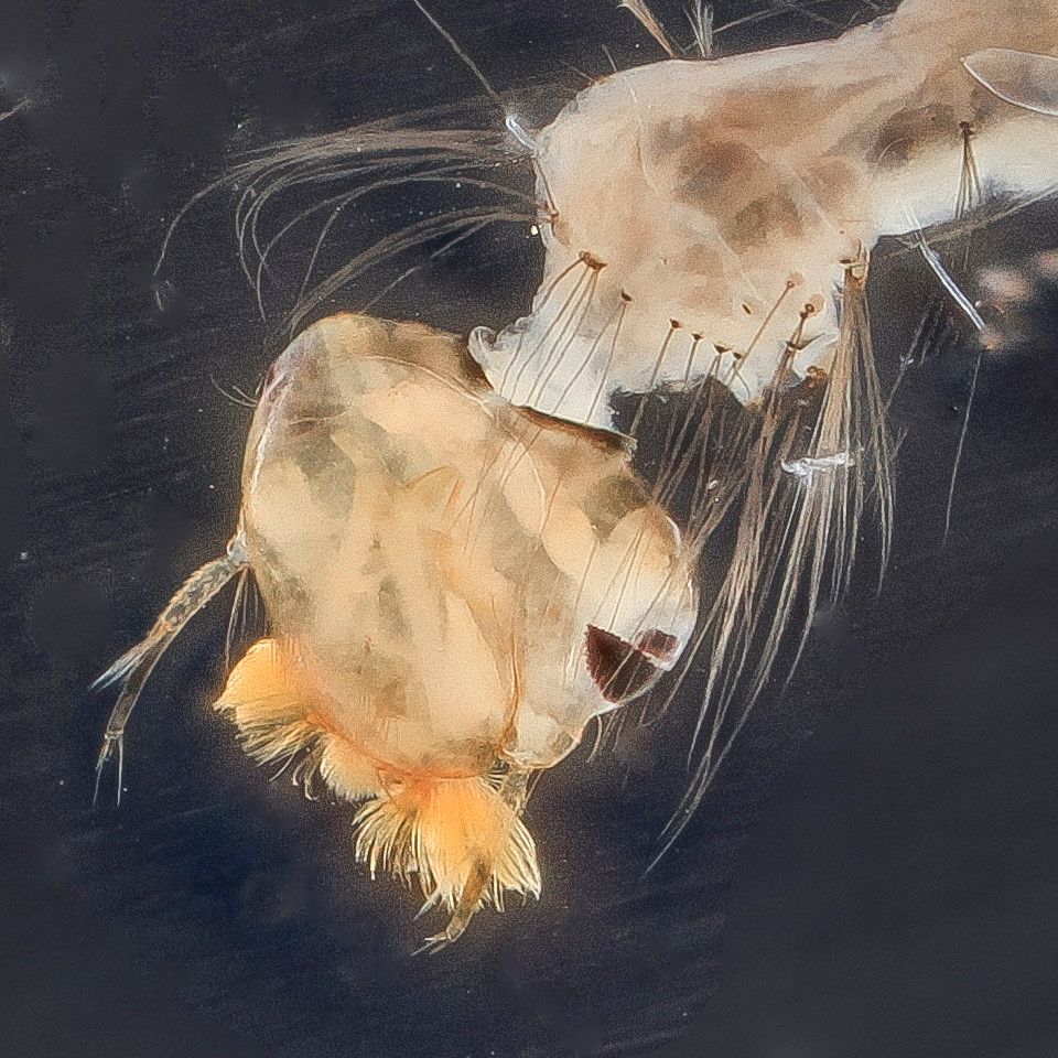 Mosquito Control service in Monroe, LA