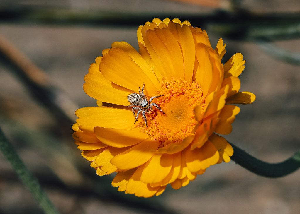 Spider Control service in Monroe, LA